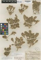Isotype of Orcuttia californica Vasey var. viscida Hoover [family POACEAE]
