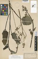 Holotype of Cynoglossum austinae Eastw. [family BORAGINACEAE]
