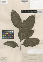 Isotype of Homalium gitingensis Elmer [family FLACOURTIACEAE]