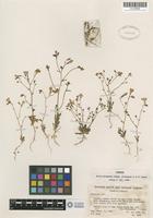 Isotype of Gilia aliquanta A. D. Grant & V. E. Grant [family POLEMONIACEAE]