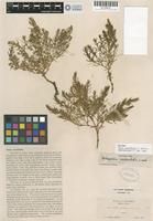 Isotype of Glaux acutifolia A. Heller [family PRIMULACEAE]