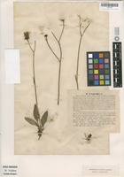 Type of Hieracium sommerfeltii Lindeb. [family ASTERACEAE]