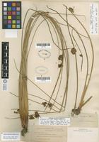 Isolectotype of Juncus effusus L. var. bruneus Engelm. [family JUNCACEAE]
