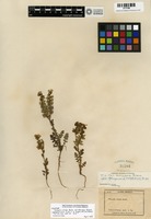 Syntype of Phacelia ciliata Benth. var. mexicana Brand [family HYDROPHYLLACEAE]