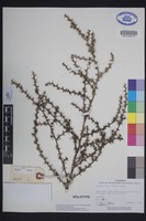 Holotype of Salsola ryanii Hrusa & Gaskin [family CHENOPODIACEAE]