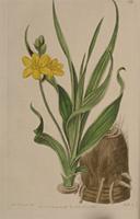 Hypoxis obtusa. Print from Botanical Register.