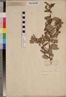 Syntype of Ziziphus zeyheriana Sond. [family RHAMNACEAE]
