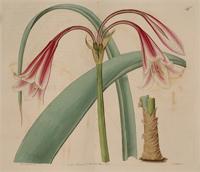 The Black River Amaryllis