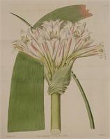 Amaryllis revoluta. Print from Botanical Register
