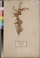 Type of Anabasis prostrata Pomel [family CHENOPODIACEAE]