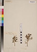 Type of Portulaca foliosa Ker Gawl. [family PORTULACACEAE]