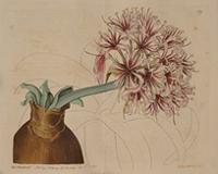 Amaryllis coranica. Print from Botanical Register.