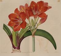 Amaryllis purpurea. Print from Botanical Register