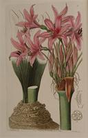 Botanical Register, Global Plants on JSTOR