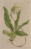 Aeranthes grandiflora. Print from Botanical Register.