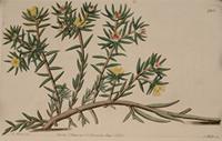 Portulaca foliosa. Print from Botanical Register.