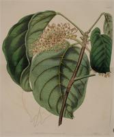 Sterculia tragacantha. Print from Edward's Botanical Register
