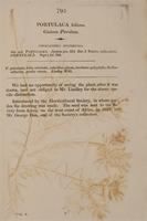 Guinea Purslane