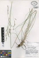 Holotype of Festuca roblensis Gonz.-Led. [family GRAMINEAE]