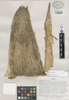 Paratype of Olmeca recta Soderstr. [family GRAMINEAE]