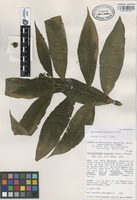 Isoparatype of Dichorisandra amabilis J.R. Grant [family COMMELINACEAE]