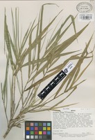Isotype of Aulonemia fulgor Soderstr. [family GRAMINEAE]