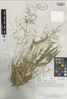 Isotype of Chusquea aperta L.G. Clark [family GRAMINEAE]