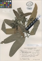 Paratype of Licaria velutina van der Werff [family LAURACEAE]