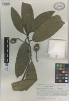 Paratype of Licaria velutina van der Werff [family LAURACEAE]