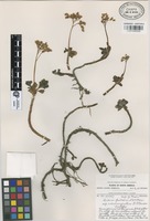 Isotype of Sedum palmeri S. Watson subsp. rubromarginatum R.T. Clausen [family CRASSULACEAE]