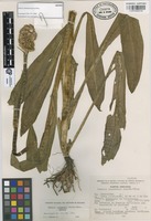Isotype of Senecio rzedowskii García-Pérez [family COMPOSITAE]
