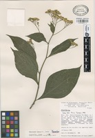 Paratype of Neurolaena lamina B.L. Turner [family COMPOSITAE]
