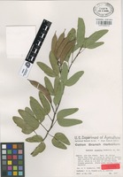 Isotype of Bauhinia fryxellii Wunderlin [family LEGUMINOSAE]