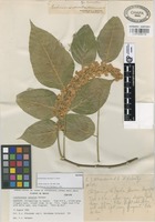 Isotype of Lonchocarpus venustus F.J. Herm. [family LEGUMINOSAE]