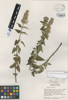 Isotype of Agastache palmeri (B.L. Rob) var. leonensis R.W. Sanders [family PROTEACEAE]