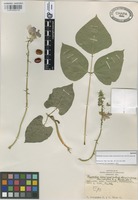 Isotype of Phaseolus coccineus L. subsp. darwinianus Hern.-Xol. & S. Miranda [family LEGUMINOSAE]