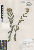 Isotype of Ageratina kochiana B.L. Turner [family COMPOSITAE]