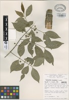 Paratype of Euonymus hernandezii Lundell [family CELASTRACEAE]