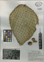 Isotype of Opuntia heliabravoana Scheinvar [family CACTACEAE]