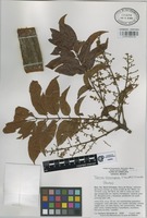 Paratype of Tapirira chimalapana T. Wendt & J.D. Mitch [family ANACARDIACEAE]
