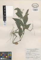 Isotype of Chaetothylax rzedowskii Acosta [family ACANTHACEAE]