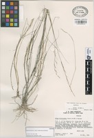 Isotype of Stipa hirticulmis S.L. Hatch, Valdés-Reyna & Morden [family GRAMINEAE]