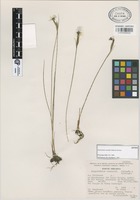 Isotype of Sisyrinchium conzattii Calderón & Rzed. [family IRIDACEAE]