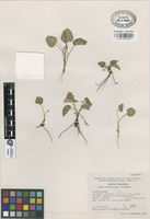Paratype of Viola hemsleyana Calderón [family VIOLACEAE]