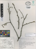 Isotype of Populus guzmanantlensis A. Vázquez & Cuevas [family SALICACEAE]