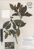 Isotype of Ternstroemia huasteca B.M. Barthol. [family THEACEAE]