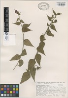 Paratype of Hibiscus kochii Fryxell [family MALVACEAE]