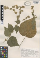Paratype of Abutilon bracteosum Fryxell [family MALVACEAE]