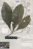 Isotype of Parathesis wendtii Lundell [family MYRSINACEAE]