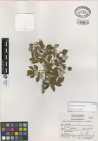 Isotype of Rubus macvaughianus Rzed. & Calderón [family ROSACEAE]